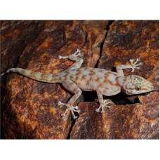 Gecko de dedos de raqueta - Ptychodactylus ragazzi